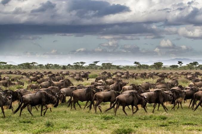 Big Migration