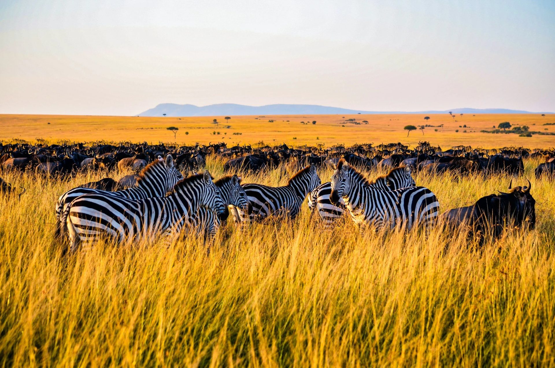 Serengeti Savanna