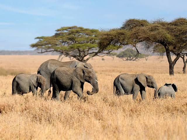 Serengeti National Park